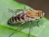 Thereva nobilitata